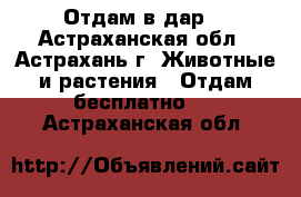 Отдам в дар. - Астраханская обл., Астрахань г. Животные и растения » Отдам бесплатно   . Астраханская обл.